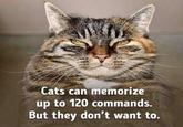 Cats can memorize up to 120 commands. But they don't want to.
