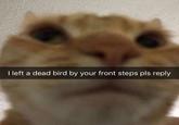 I left a dead bird by your front steps pls reply