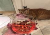 IT'S NOT- Drinking alone IF THE CAT IS HOME