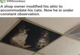 9999monkeys A shop owner modified his attic to accommodate his cats. Now he is under constant observation.