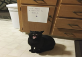 SIT HERE IF YOU LOVE TO YELL
