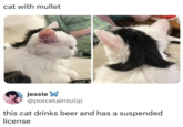 cat with mullet jessie W @porcelaintulip this cat drinks beer and has a suspended license