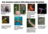 God, absolutely wasted at 3AM making animals StarterPack "Na-na na-na na-na na-na nana "Needle Beafer!!!" 2 "Yo MOSSESS....MOSESS!!!.... I need your expertise....Dis' gay?" [Assistant] "Yes God sir, you forgot to add life span to your...and I quote...Big ass ocean scorp" [God] "I dunno Heather...f-----' a thousand years I guess..." "Becuz I m GOD an fuckkin CANN!!" "Hiccup, hiccup..."Fucckin centaur Garshopper with chainsaw arms hahah fukkk yaey!!" "I know...I knowww iss mean...l...look I sdhouldn't halve done it but i'll make it reeeally smart n' s---" "Oh noess!! Referreee horse turn'd out badaass but dinosore horse I askidentally put leperd spots an bloopity bloops ss on it's headd" "arrghh...ughhh..I ...echhh...I ... don't ....I don't knoww man I think i'm too fukked up"