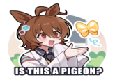 IS THIS A PIGEON?