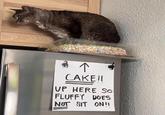 ↑ CAKE!! UP HERE SO FLUFFY DOES NOT SIT ON!!