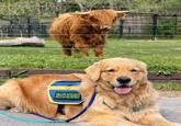SERVICE DOGMEAT LITA