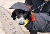 ALL STEP SERVICE D E DOG