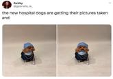 Gabby @gabrielle_le_ the new hospital dogs are getting their pictures taken and