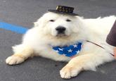 MAYOR DUKE