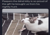 Peepers the blind kitty is so proud of the gift he brought us from his nightly hunt.