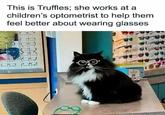 This is Truffles; she works at a children's optometrist to help them feel better about wearing glasses B C E C C B B co
