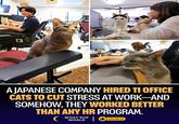 A JAPANESE COMPANY HIRED 11 OFFICE CATS TO CUT STRESS AT WORK-AND SOMEHOW, THEY WORKED BETTER THAN ANY HR PROGRAM. C WHAT'SUP WORLD | O FOLLOW US