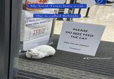 My local Tesco have a cat We'r She is called Belinda to help you with everyday essentials TESCO Every little helps PLEASE DO NOT FEED THE CAT (She has an owner) Thankyou! J@heathermaryy0