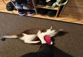 merion adidas adidas wwww wwwwww www the Crush S www www 2 wwwww A Kate Ma www shal