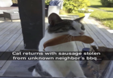 Cat returns with sausage stolen from unknown neighbor's bbq...
