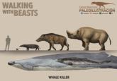 WALKING WITH BEASTS Camus Altamirano PALEOILUSTRACIÓN facebook instagram ✓ deviantArt XX WHALE KILLER