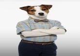 An edited image of Young Sheldon Cooper as a dog.