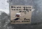 Have you seen this dog? You have now