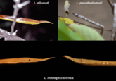 L. alluaudi L. pseudoalluaudi L. madagascariensis