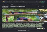 G indian giant squirrel Al Mode All Images Х S Videos Shopping Short Indian giant squirrel Rodents ← INDIA GIAN SQUIRRI ANVITHA VLOC మలబార్ ఉడత YouTube The Indian giant squirrel (Ratufa indica) is a large, colorful rodent endemic to India, known for its striking patchwork fur (maroon, black, cream) that provides camouflage in the forest canopy where it lives. These arboreal squirrels are active at dawn and dusk, build large nests high Z +8 Show more V