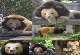 Animal World