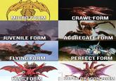MICRO FORM CRAWL FORM JUVENILE FORM AGGREGATE FORM FLYING FORM PERFECT FORM KING FORM CHOR SUPER DRAGON FORM