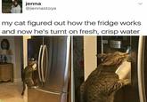 jenna @jennastoya my cat figured out how the fridge works and now he's turnt on fresh, crisp water