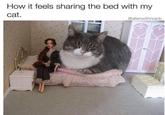How it feels sharing the bed with my cat. @alienwithnojob