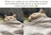 When you wake up on a Monday morning but remember that you're a cat and don't have to go to work.