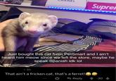 Supre Just bought this cat from PetSmart and I ain't heard him meow since we left the store, maybe he speak Spanish idk lol • 3h That ain't a fricken cat, that's a ferret! Reply -30