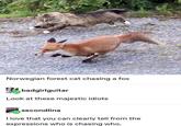 Norwegian forest cat chasing a fox badgirlguitar Look at these majestic idiots NYEH G secondlina I love that you can clearly tell from the expressions who is chasing who.