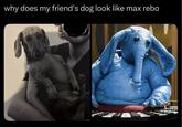 why does my friend's dog look like max rebo