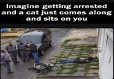 Imagine getting arrested and a cat just comes along and sits on you CIA