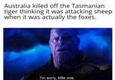 Australia killed off the Tasmanian tiger thinking it was attacking sheep when it was actually the foxes. I'm sorry, little one.