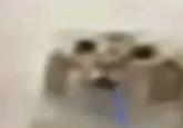 A reaction image meme of a low resolution cat drooling. The cat looks dumb and stunned.