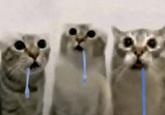 A reaction image meme of three low resoultion cats drooling.