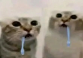 A reaction image meme of two cats drooling.