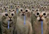A reaction image of a crowd of cats drooling and staring upward.
