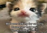 rangecarmeme We been talking for so long Have ever told you I'm actually a cat?