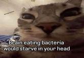 Gorangecarmeme Brain eating bacteria would starve in your head