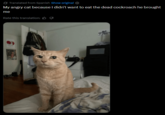 Translated from Spanish Show original My angry cat because I didn't want to eat the dead cockroach he brought me Rate this translation: