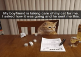 My boyfriend is taking care of my cat for me. I asked how it was going and he sent me this.