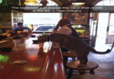 HARP The bartender just poured this cat a shot of milk at the bar in New Orleans