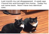 Last month my cat disappeared. A week ago I found him and brought him home. Today my cat came back. Now I have two identical cats.