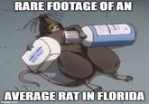 RARE FOOTAGE OF AN ERASER AVERAGE RAT IN FLORIDA imgflip.com