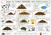 48 How To TURN MANURE INTO FERTILIZER! My gifts may be stinky, but they help plants grow! Don't worry, I'll turn into plant food! WHY COMPOST? **Reduces smell -Kills harmful pathogens Adds nutrients to soil Good for you, good for Earth! Happy Earth, Happy Garden! 1 GATHER YOUR MANURE I'll help too! 2 ADD BROWNS (CARBON) 3 MIX IT UP I'm dry and fluffy! Use fresh manure from cows, horses, chickens, rabbits, etc. Avoid meat-eating pet Add straw, hay, dry leaves, shredded paper, or sawdust. A good rule: 2-3 parts browns to 1 part manure. 5 LET IT COMPOST Mix everything together so air and moisture are spread evenly. 4 KEEP IT MOIST Not too wet... ...Not too dry! Just right! I'm working hard in here! 222 FUN FACT! Pile gets hot (120-160°F) to break down bad stuff! Mix, mix, mix! 6 BE PATIENT Good things take time! It should feel like a wrung-out sponge. 7 FINISHED FERTILIZER! It should be dark, crumbly, and smell earthy-not stinky! Ta-da! I'm rich in nutrients and ready to help! Keep the pile at least 3 feet wide and 3 feet high. Turning the pile every 1-2 weeks adds air and speeds things up! (8) USE IT IN YOUR GARDEN Let's feed those plants! Mix into soil, top-dress around plants, or use in potting mixes. Composting takes 2-6 months depending on size, materials, and temperature. EXTRA TIPS! Keep it covered if it rains a lot. Chop materials small for faster decomposition. Too smelly? Add more browns and turn it! We worms love finished compost! Thanks for believing in me! FROM STINKY TO SUPER PLANT FOOD! You rock!