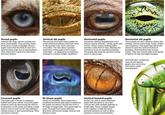 C Round pupils Animals like dogs, wolves and big cats have round pupils. They actively chase down prey, mostly in daylight. Round pupils mean that the field of view isn't spectacularly wide, but as top predators their vision isn't required to help them flee from attack. Vertical slit pupils The animals that sport these pupils are small ambush predators that hunt close to the ground: cats, foxes and even crocodiles. The slits allow a greater expansion of the pupil to let in much more light-an adaptation to predators hunting in a variety of light conditions. Horizontal pupils Horizontal, oblong-shaped pupils are a feature of prey animals-sheep, goats and horses. These curious-looking pupils provide a wide field of view, allowing the animals to scan for potential predators. The pupils also keep the ground in sharp focus to aid escape. Horizontal slit pupils These pupils are also a feature of prey-like animals, seen in some frogs, toads, snakes and octopuses. This pupil type allows the animal to spot the vertical motion of predators and therefore take evasive action. They also extend wide to let plenty of light in for day and night foraging. Invertebrates' compound eyes do not feature pupils, but some have dark spots called pseudopups Crescent pupils This pupil type is shown in stingrays, flatfish and some catfish. Crescent pupils enhance vision by decreasing the effects of distortion in the water, providing a wide field of view to look out for any predators lurking nearby or spot potential prey. They also boost contrast. W-shape pupils Shown in cuttlefish, these pupils are a modified horizontal-split pupil. In darkness the pupils are almost circular but form a W-shape in bright light. This allows light to enter the pupil from many different directions and boosts image contrast and distance vision. Vertical beaded pupils Geckos (as well as some fish) have pupils that decrease to very thin vertical slits with multiple pinholes in bright light. These multiple 'beads' work together to help the lizard perceive distance as well as allow hunting in various environments.