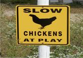 SLOW CHICKENS AT PLAY