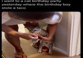 i went to a cat birthday party yesterday where the birthday boy stole a taco