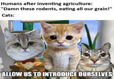 Humans after inventing agriculture: "Damn these rodents, eating all our grain!" Cats: ALLOW US TO INTRODUCE OURSELVES imgrip.com